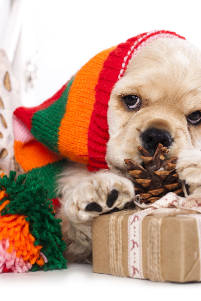 Щенок спаниеля в шапке с подарками