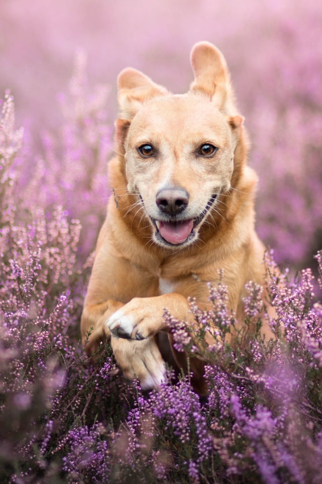 Рыжая собака с высунутым языком бежит по полю с сиреневыми цветами