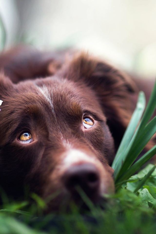 Грустная Австралийская Овчарка лежит в цветах нарциссах