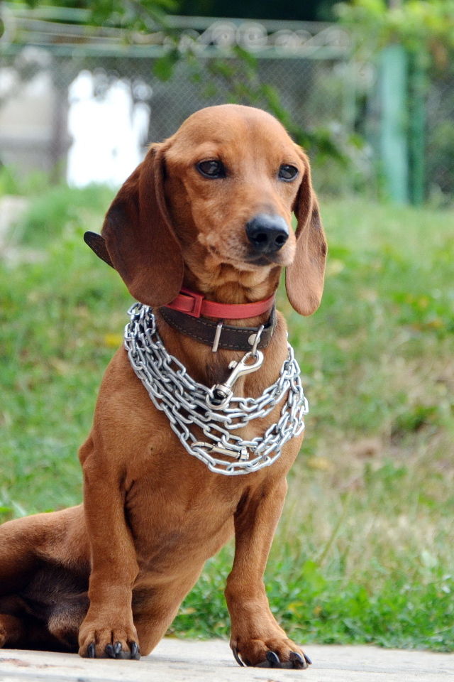 Грустная такса с цепью на шее