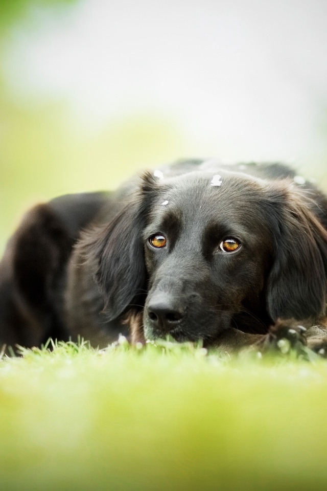 Грустный черный пес лежит на зеленой траве