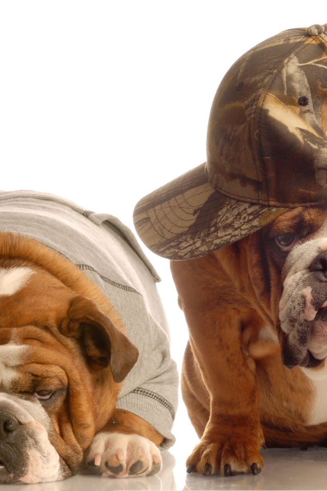 Грустные бульдоги в костюмах на белом фоне