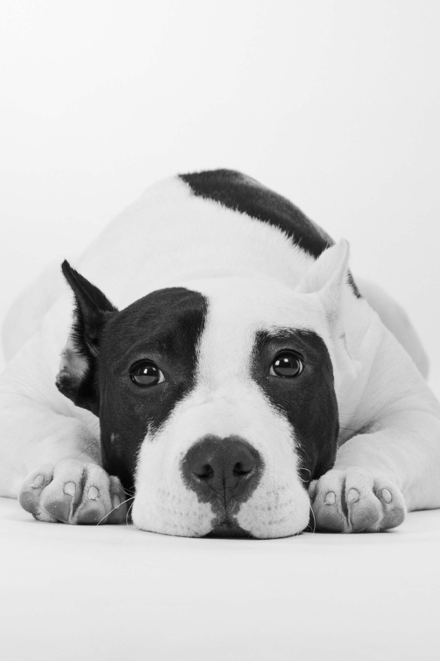 Грустный дог черно -белое фото