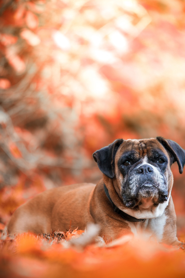 Грустная собака породы боксер лежит на опавшей листве