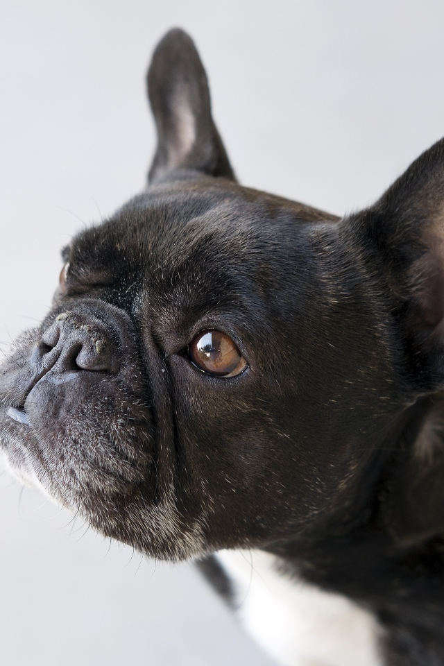 Грустная собака породы французский бульдог 