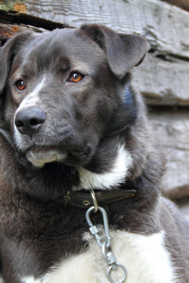 Грустный пес на цепи 