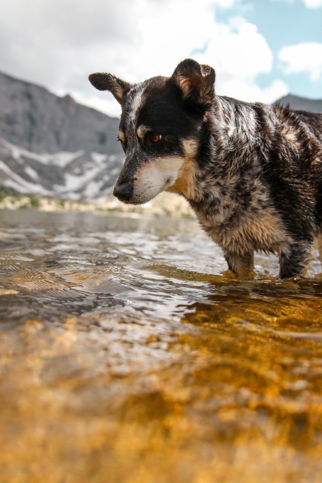 Грустная собака стоит в воде