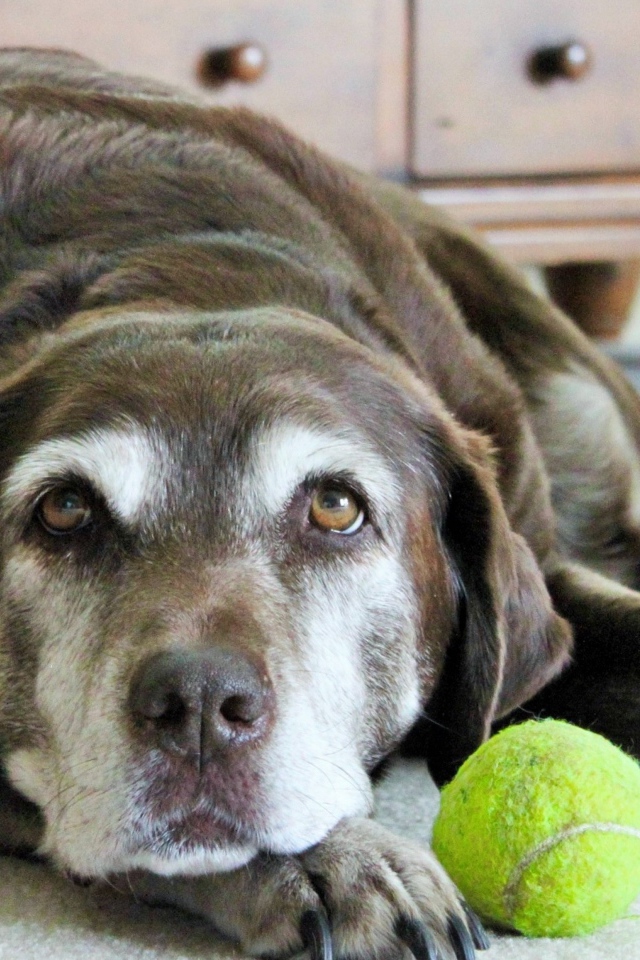 Грустная собака с теннисным мячом  