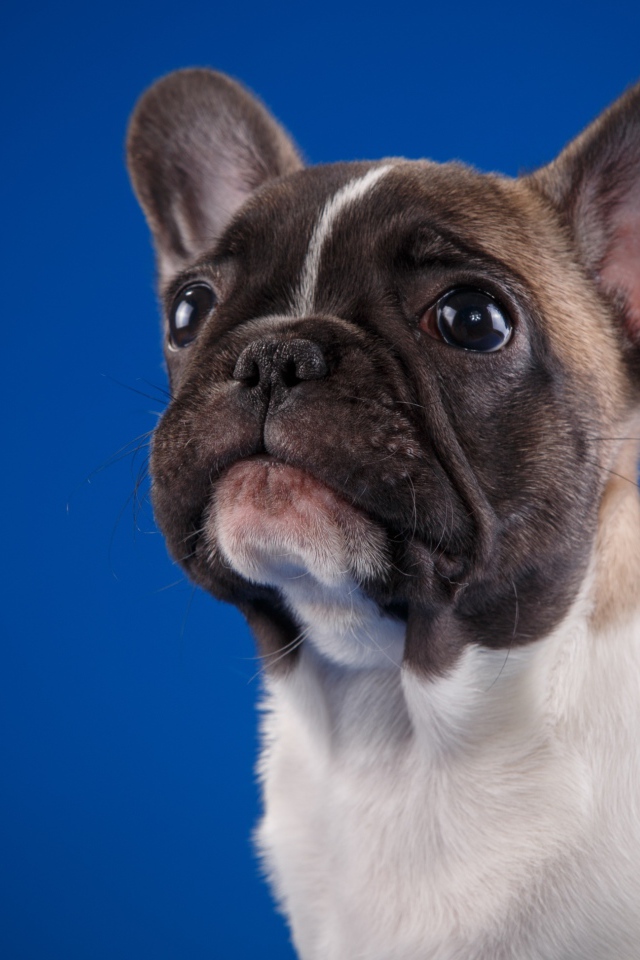 Грустный маленький французский бульдог на голубом фоне