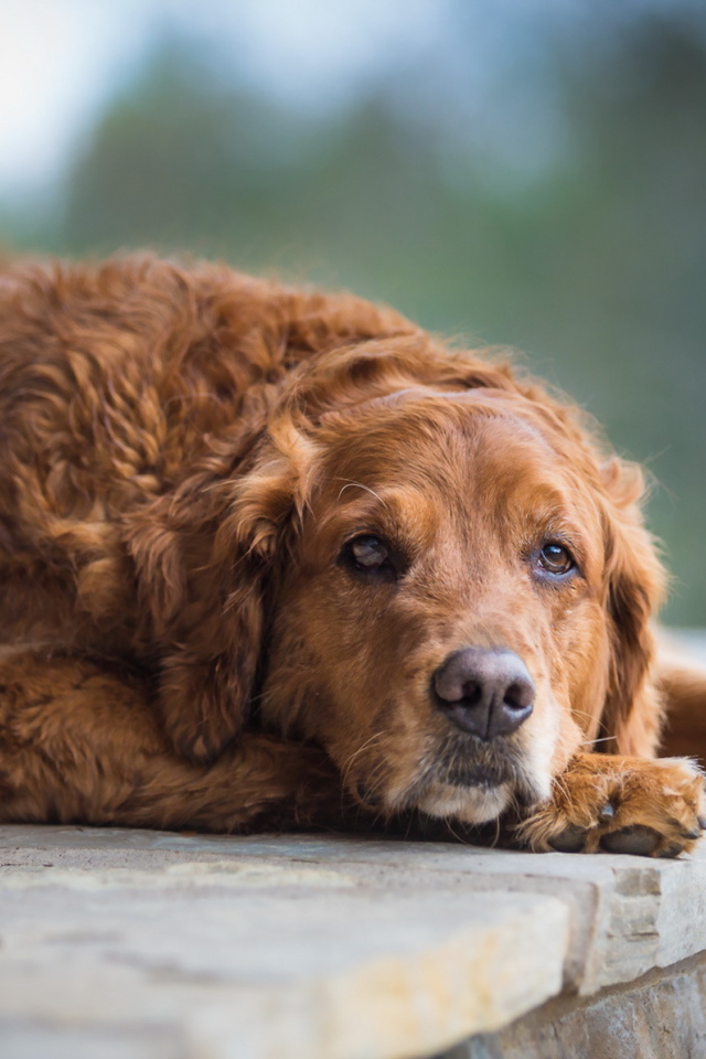 Грустный взгляд большой рыжей собаки