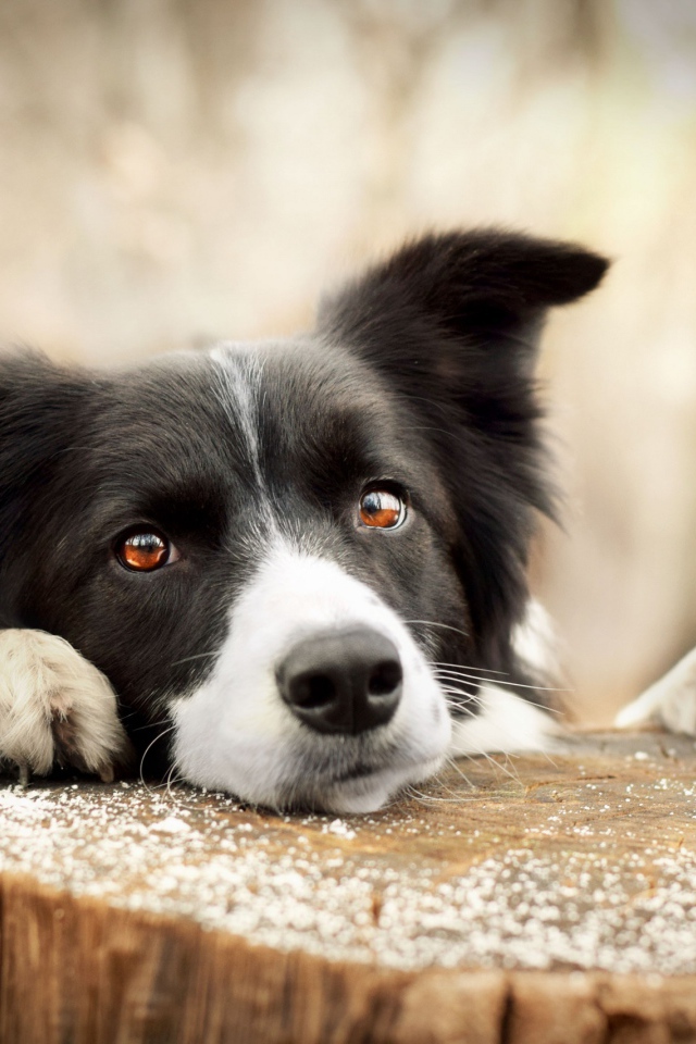Грустный взгляд собаки породы бордер-колли