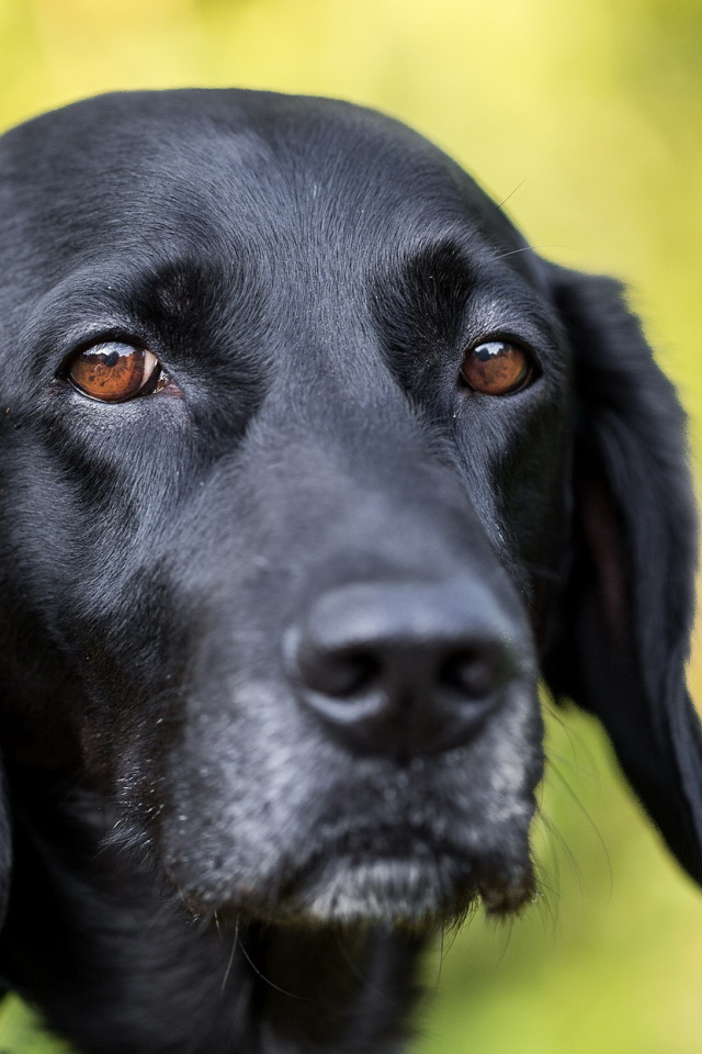 Грустная морда черного лабрадора