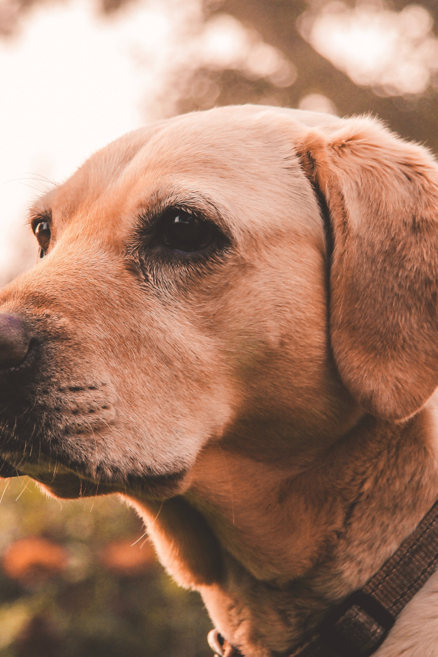 Грустная морда собаки породы золотистый ретривер