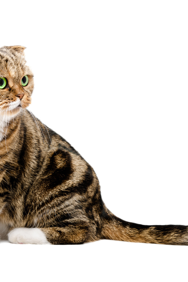 Шотландский вислоухий кот на белом фоне