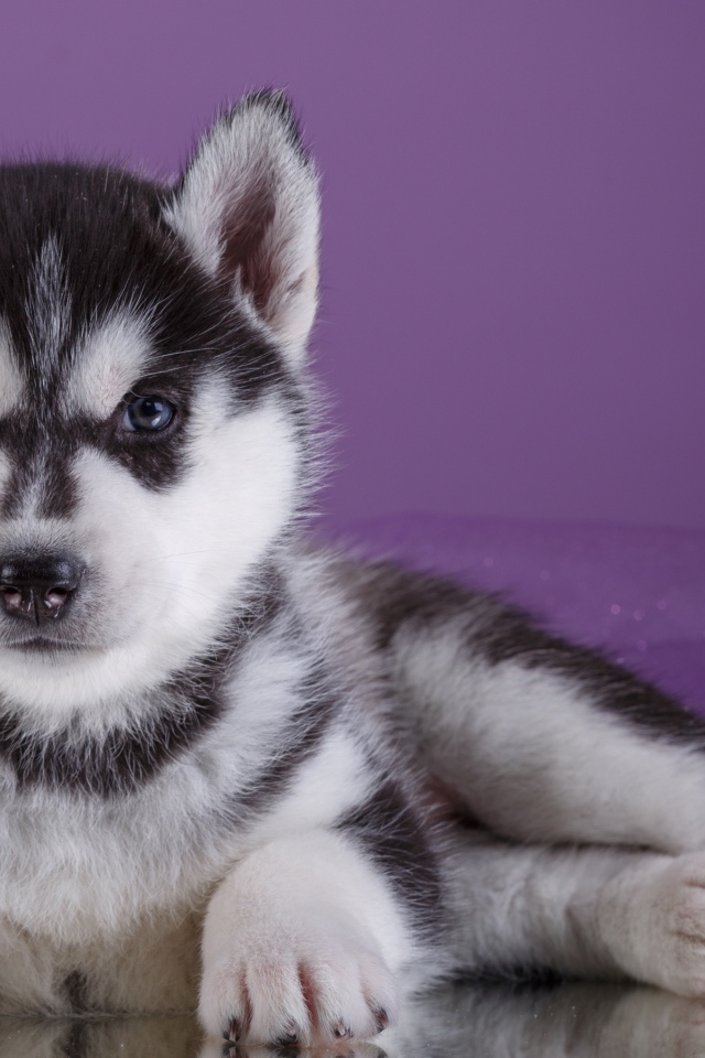Серьезный щенок хаски лежит на фиолетовом фоне