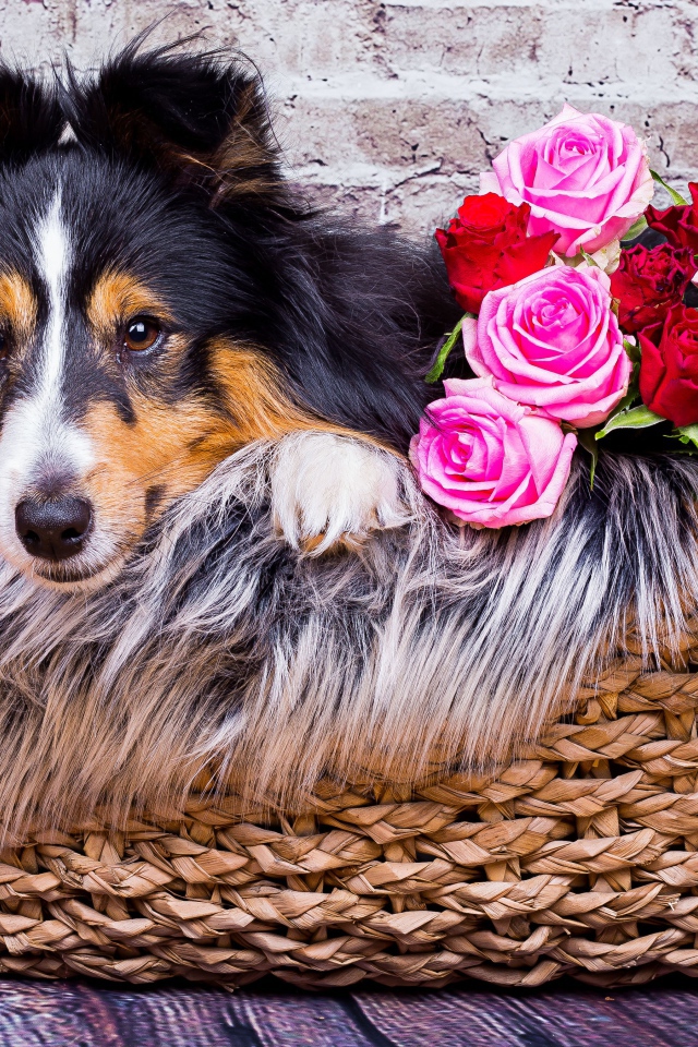 Собака породы Шелти лежит в корзине с розами 