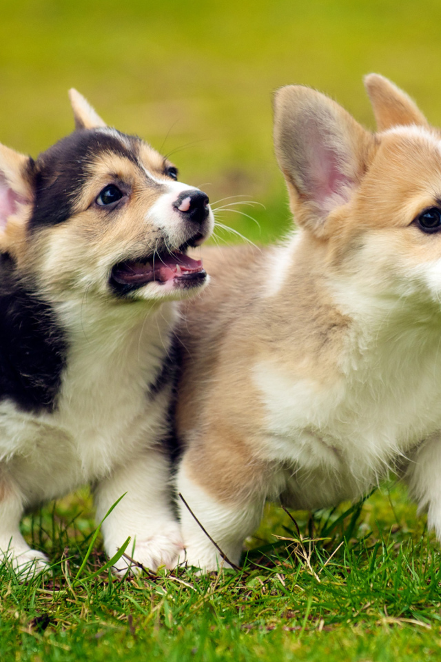 Маленькие щенята Вельш-Корги на зеленой траве