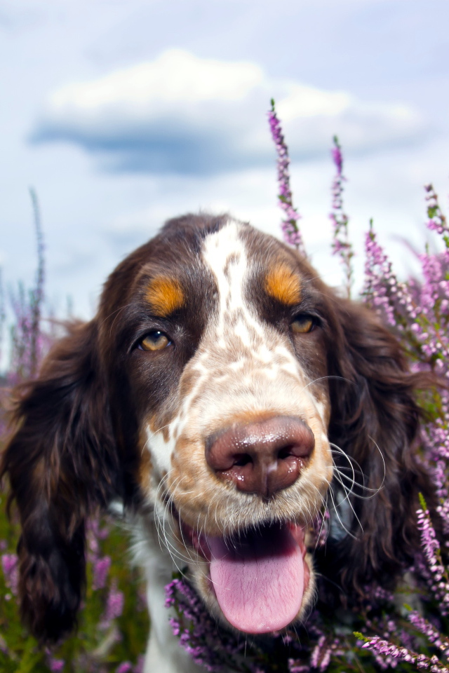 Спаниель с мокрым носом и высунутым языков гуляет по фиолетовых цветах