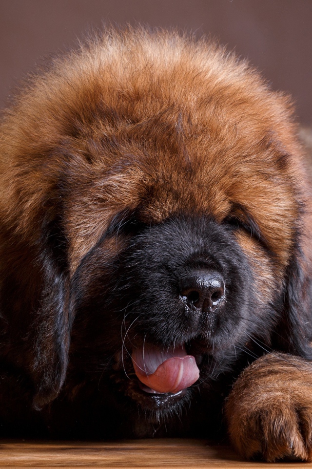 Милый пушистый щенок тибетского мастифа с высунутым языком