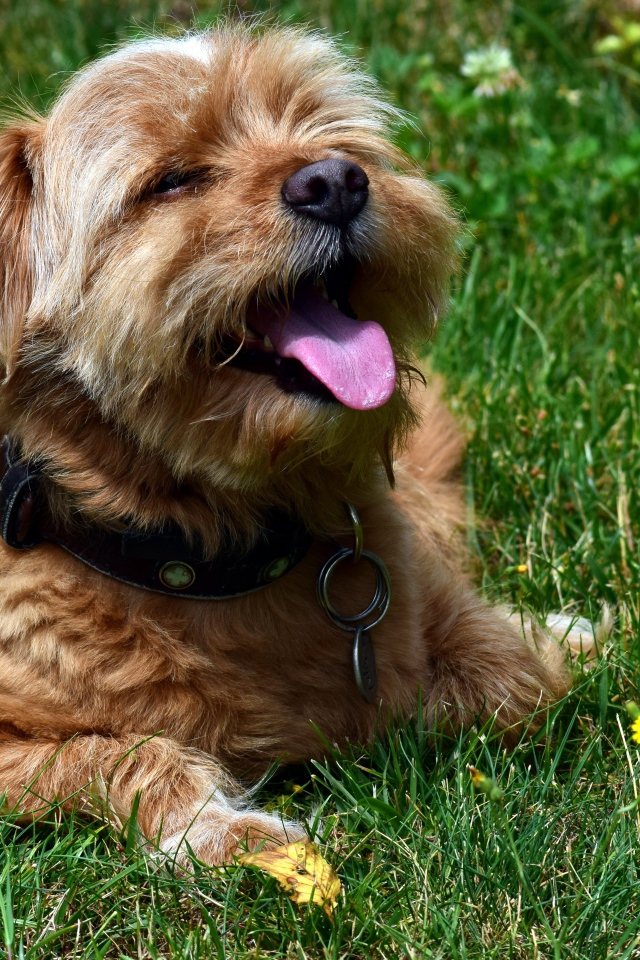 Терьер с высунутым языком лежит на зеленой траве