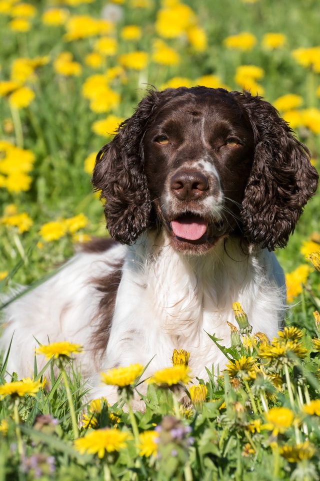 Кокер- спаниель лежит в желтых цветах одуванчика