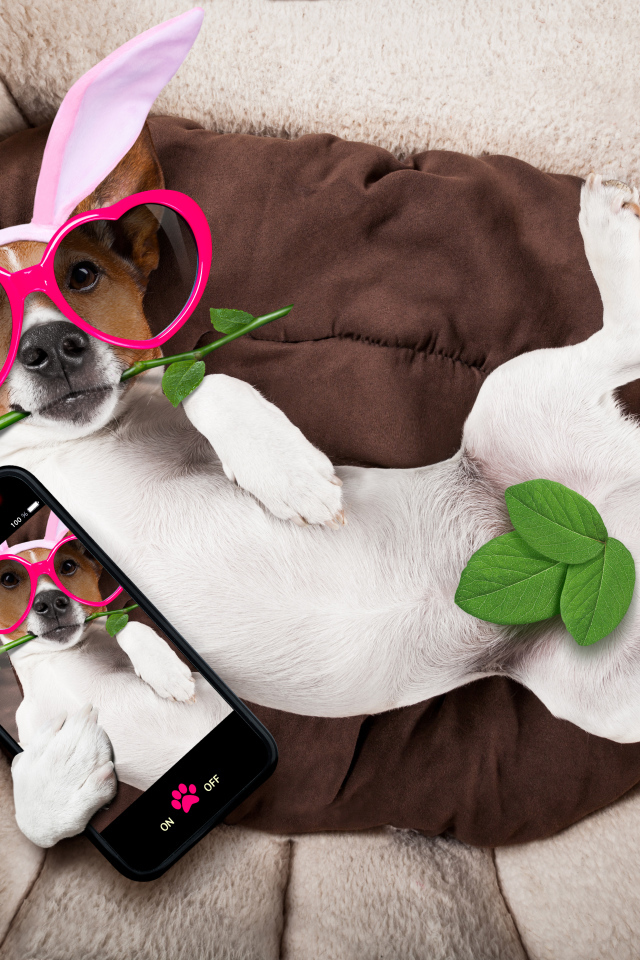 Собака породы джек-рассел-терьер в смешных очках делает селфи