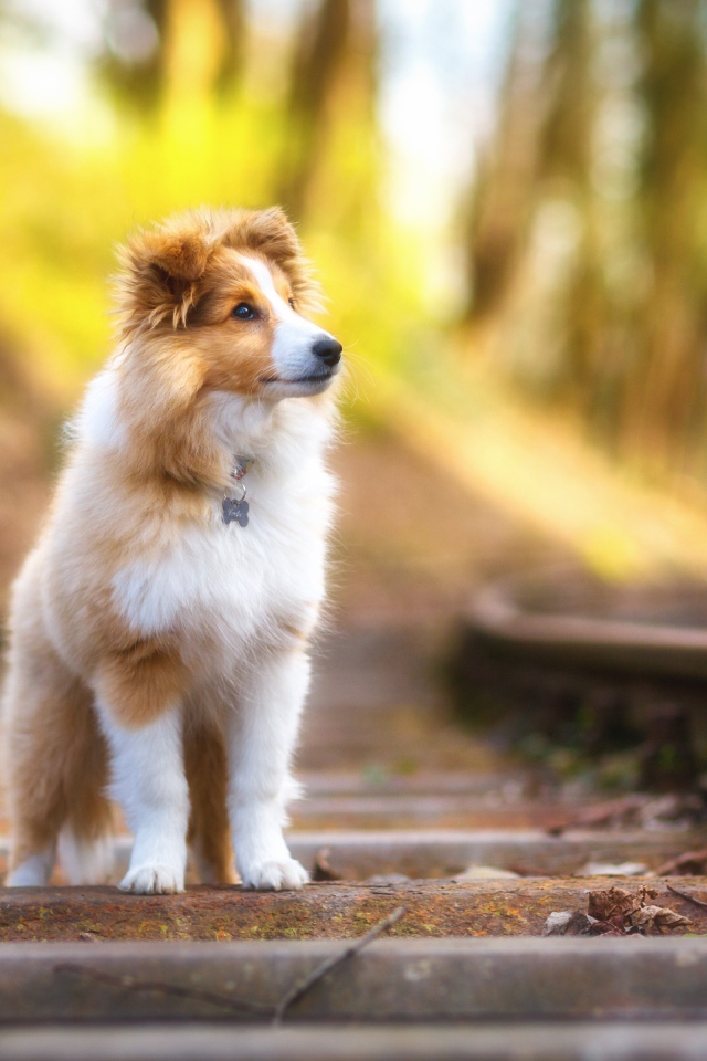 Собака породы Шетландская овчарка стоит на железнодорожных рельсах