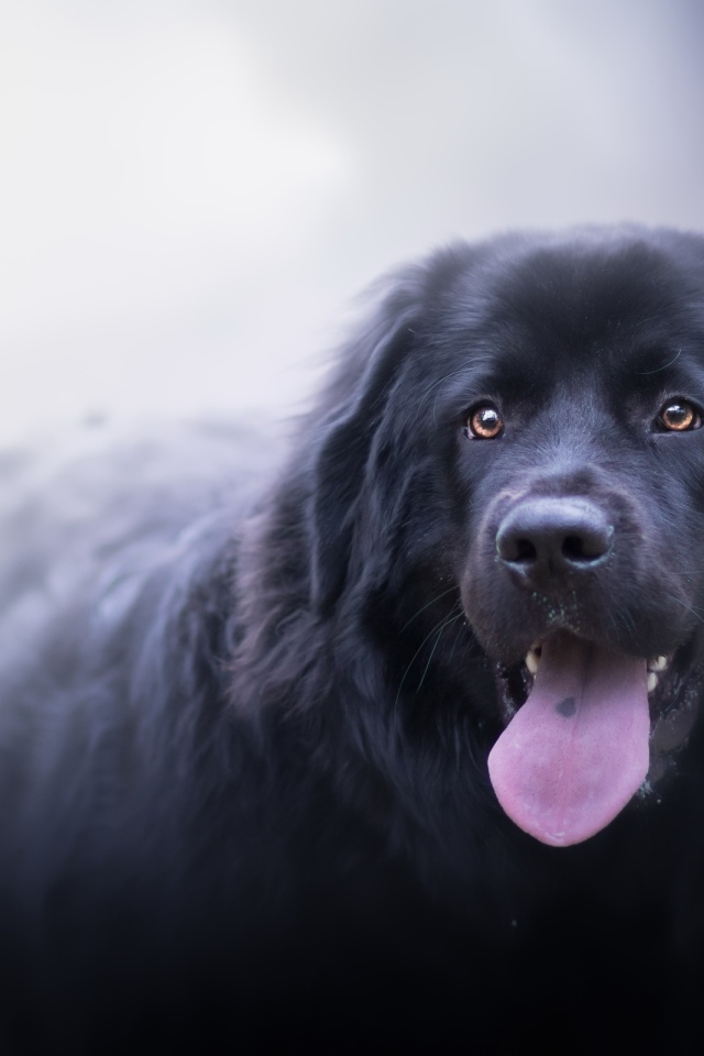 Большой черный пес с высунутым языком