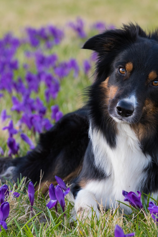Пес лежит на поляне из крокусов 