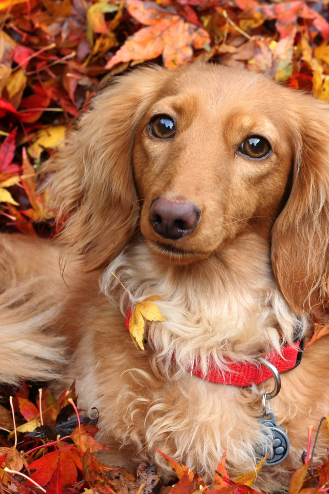Собака породы такса лежит в желтой опавшей листве осенью