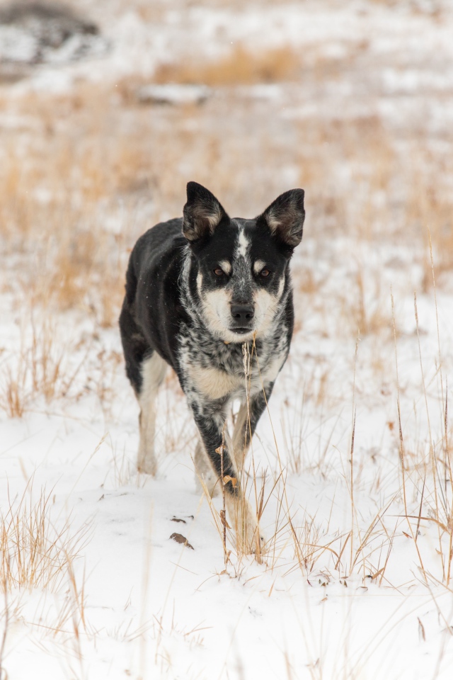 Собака идет по покрытой снегом траве