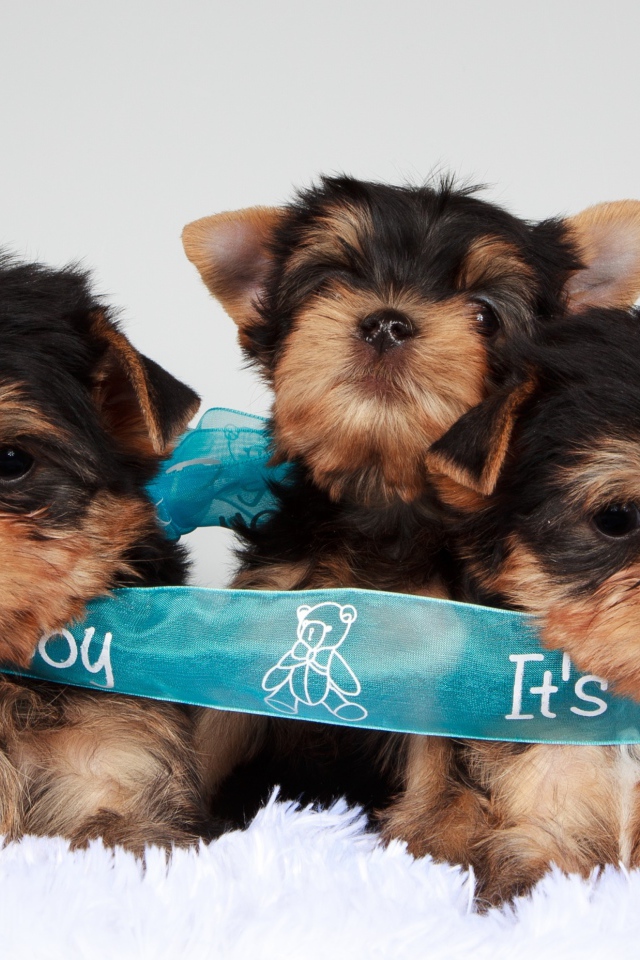 Три щенка йоркширского терьера перевязаны голубой лентой