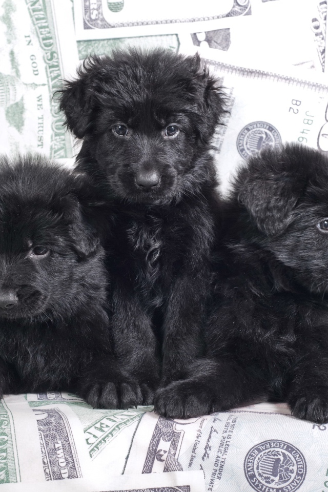 Три черные щенка овчарки лежат на диване