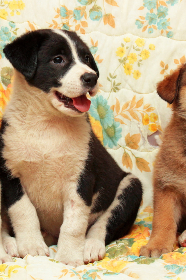 Три любопытных маленьких щенка 