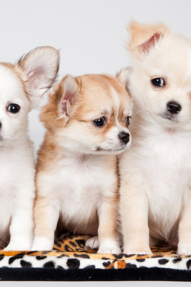 Три милых щенка чихуахуа на сером фоне