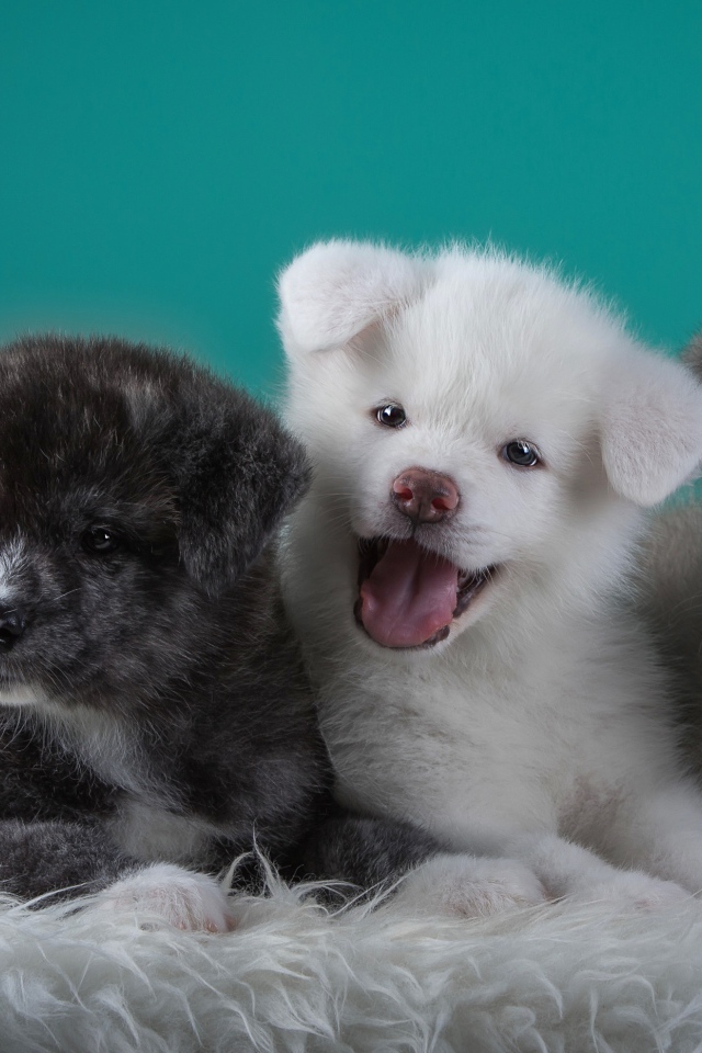 Три забавных щенка Акита-ину на зеленом фоне