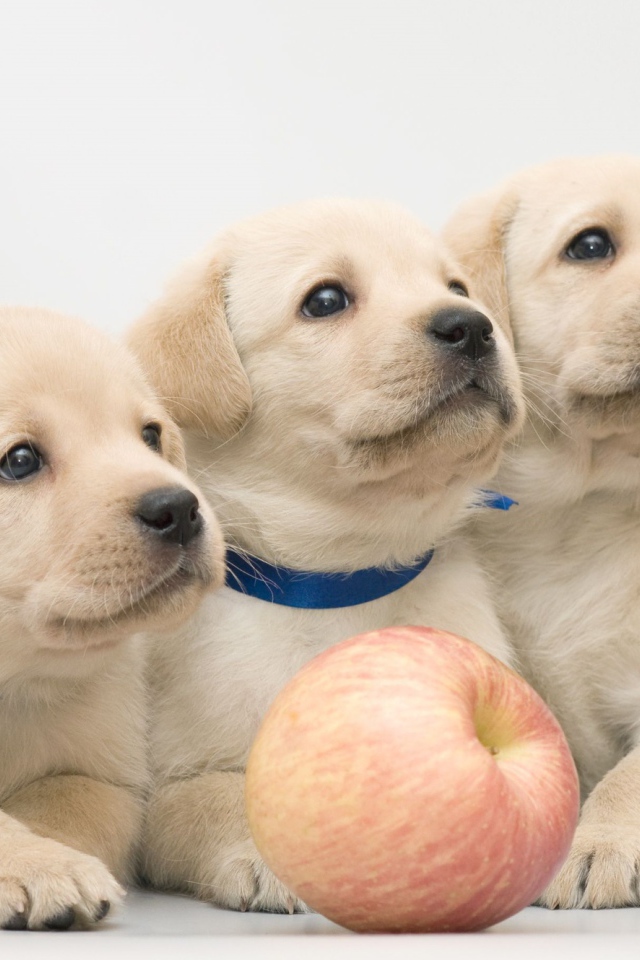 Три забавных щенка золотистого ретривера с яблоком