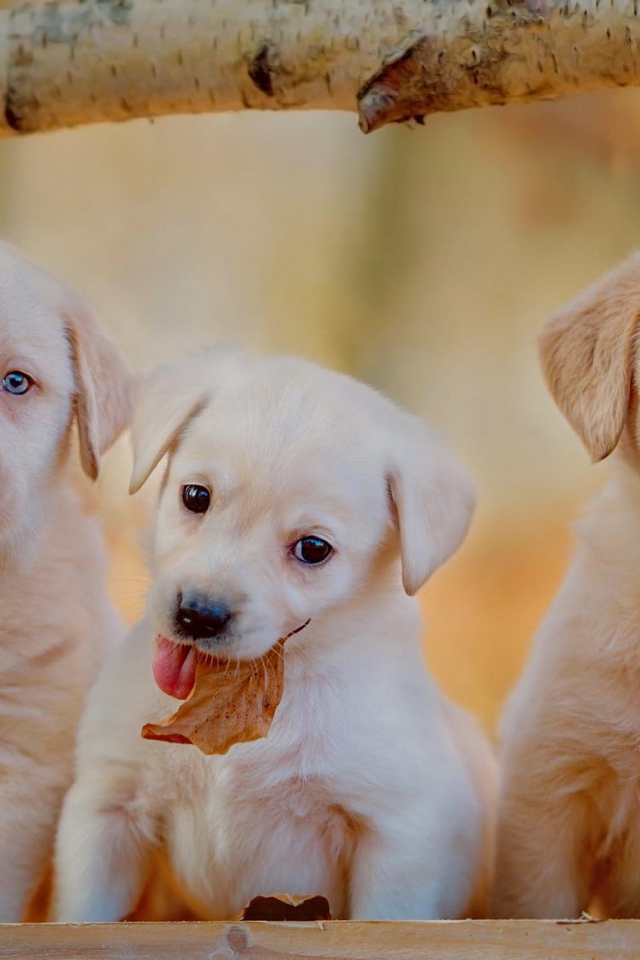 Три забавных щенка золотистого ретривера с голубыми глазами