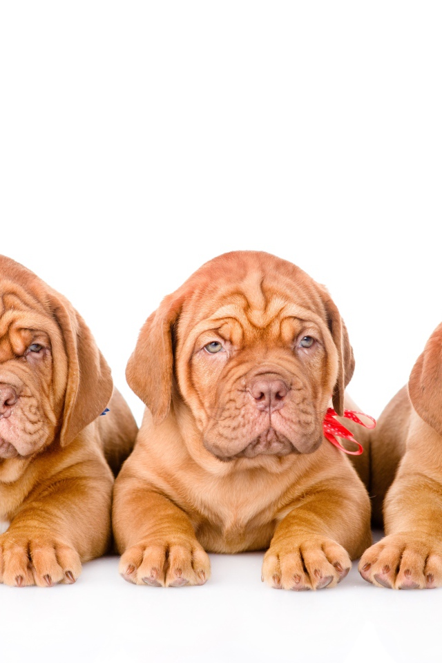 Три маленьких щенка породы Бордоский дог на белом фоне