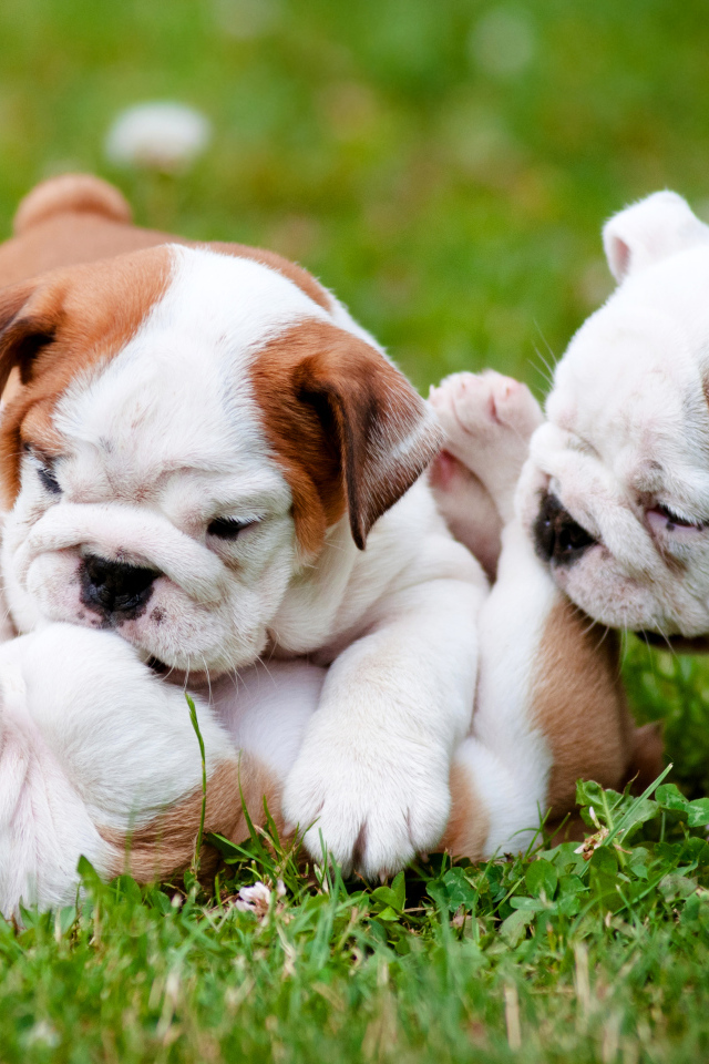 Три щенка бульдога играют на зеленой траве