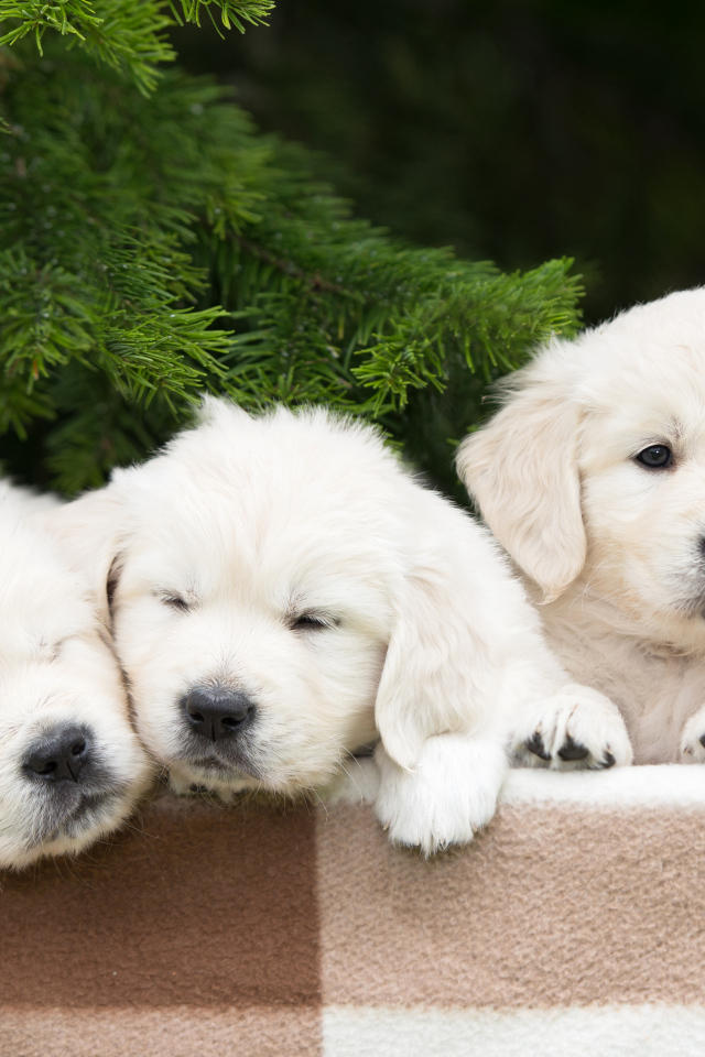 Три маленьких щенка золотистого ретривера с розой