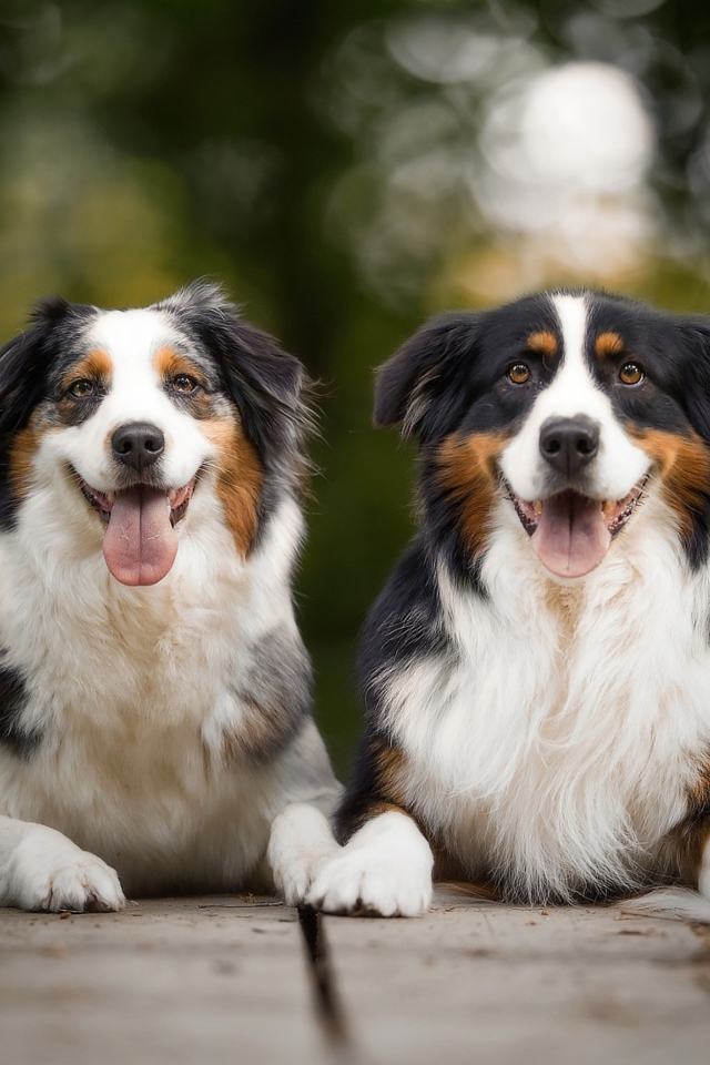 Две австралийские овчарки лежат в высунутым языком