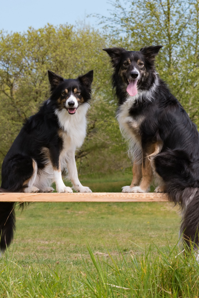 Две собаки породы бордер-колли сидят на деревянной лавке