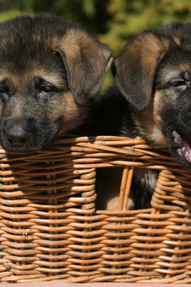 Два щенка немецкой овчарки в плетеной корзине 