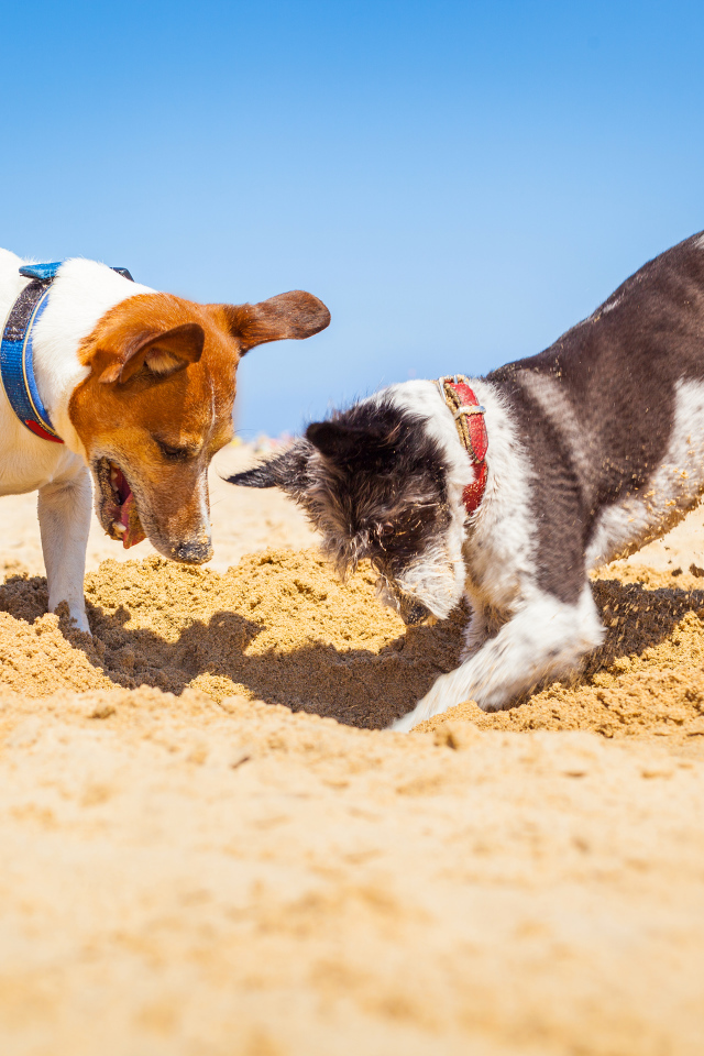 Две собаки породы Джек-рассел-терьер роют песок на пляже
