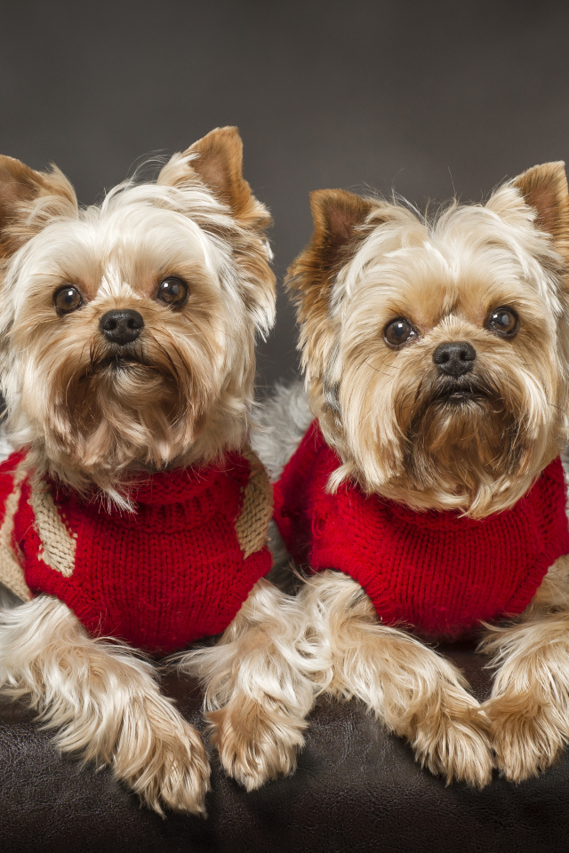 Два йоркширских терьера в красных свитерах