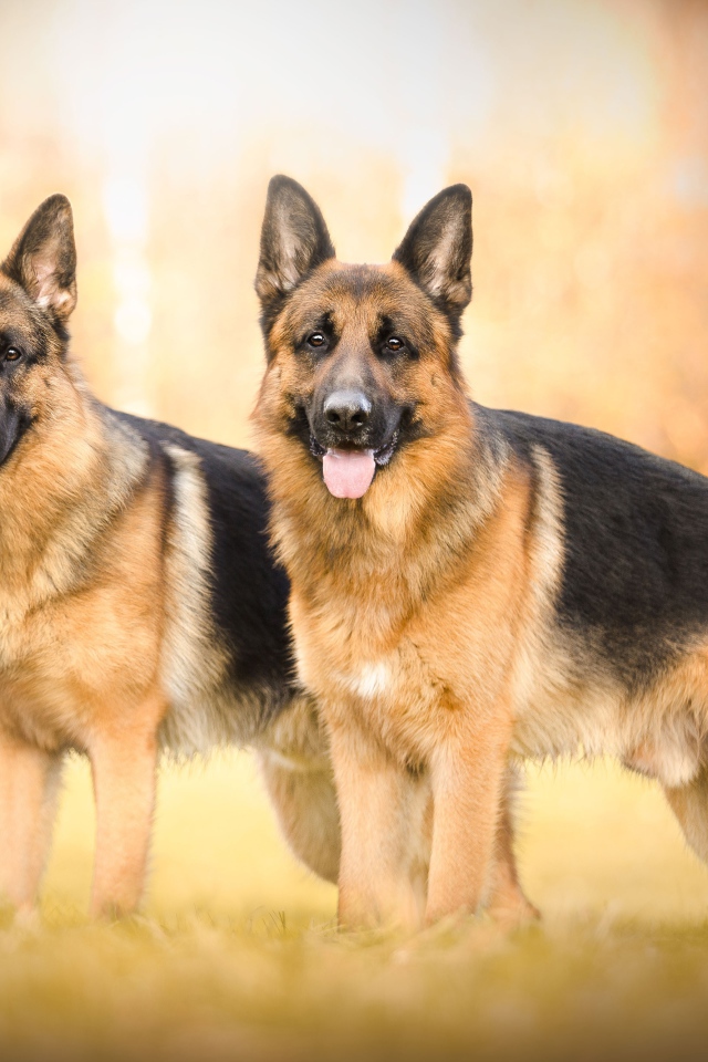 Две красивых немецких овчарки с высунутым языком