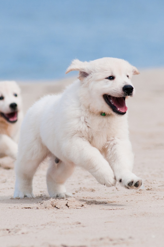 Два веселых щенка золотистого ретривера бегут по пляжу