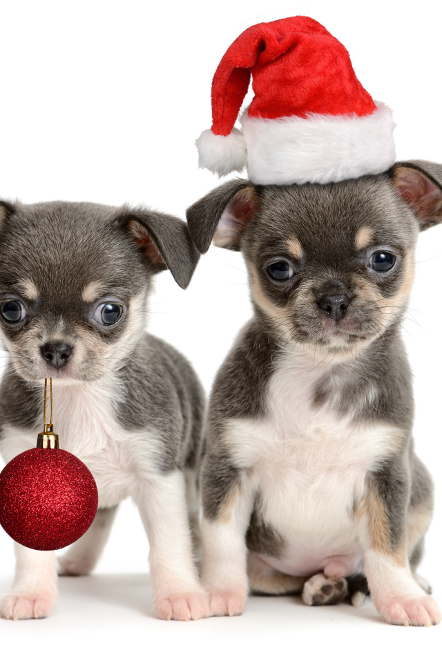 Два щенка чихуахуа с новогодним декором, символ Нового года 2018