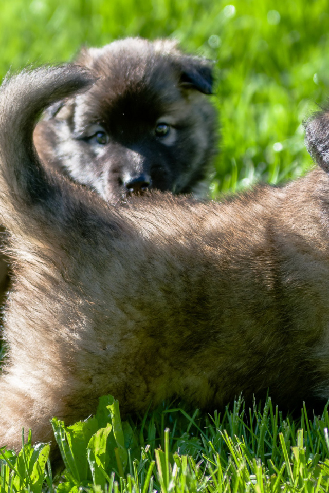 Два милых щенка немецкой овчарки на зеленой траве 